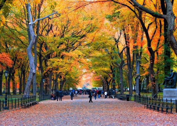 Fall trees in Central Park
