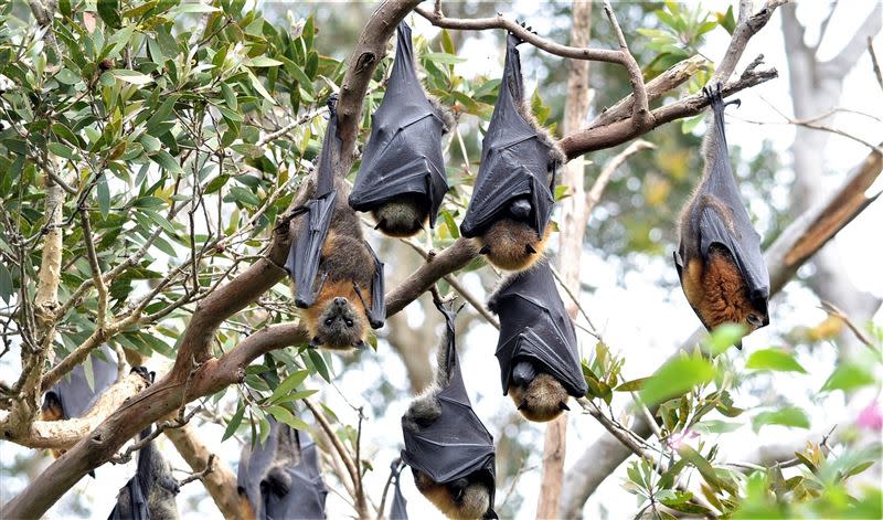 立百病毒的自然宿主是蝙蝠，而喀拉拉邦地區擁有40多種蝙蝠棲息，這是2018年以來爆發的第4次疫情。(圖／PIXABAY)