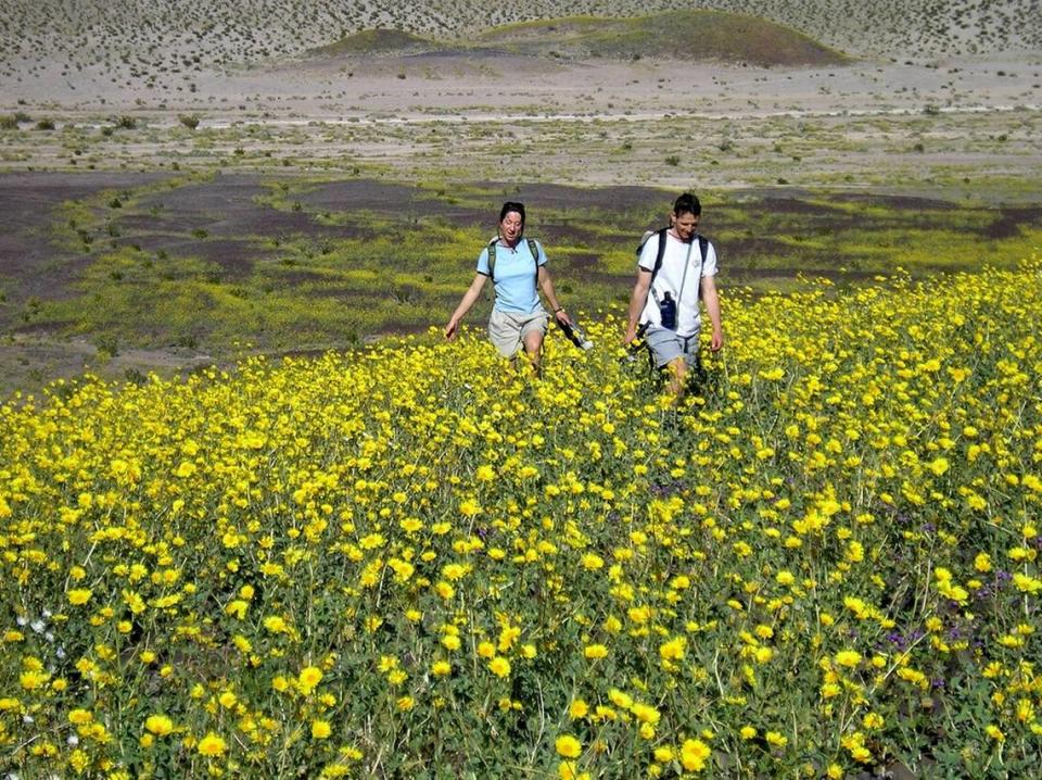 Desert gold carpeted Death Valley National Park in 2005. Courtesy of the National Park Service