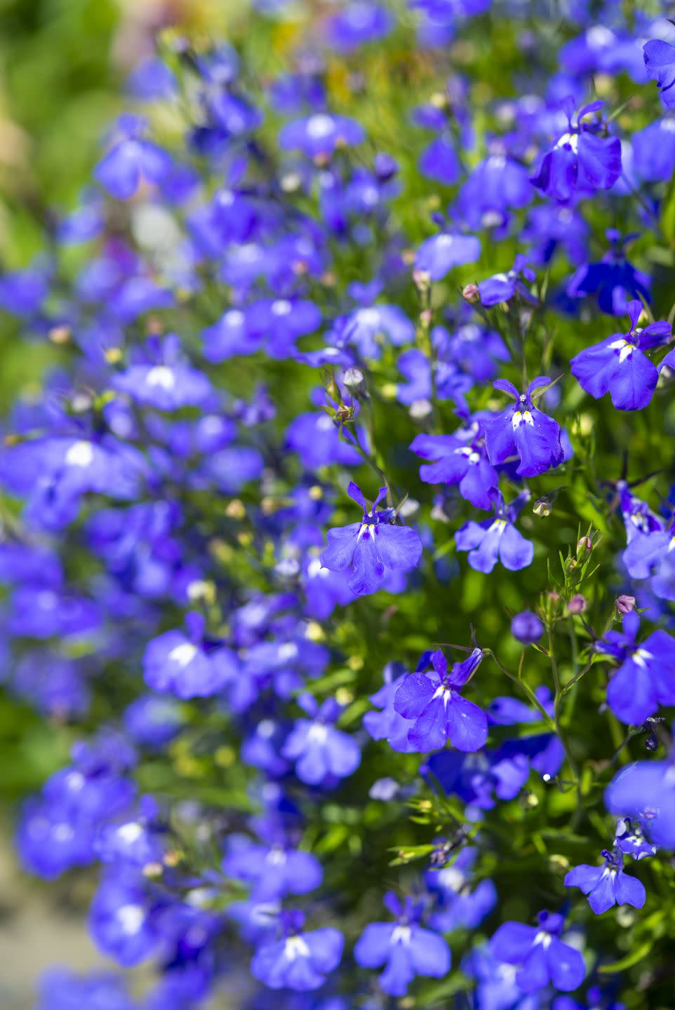 lobelia erinus 'sapphire' flowering in a pot in a july garden