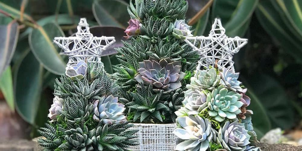 succulent christmas tree