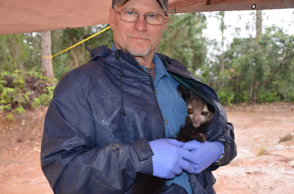 Ed Louis keeps a young male aye-aye, named Sesson, warm in his jacket. Sesson’s tracking collar had just been changed, since the aye-aye is growing Louis and colleagues checked it every three months to make sure it didn’t get too tight. This ph