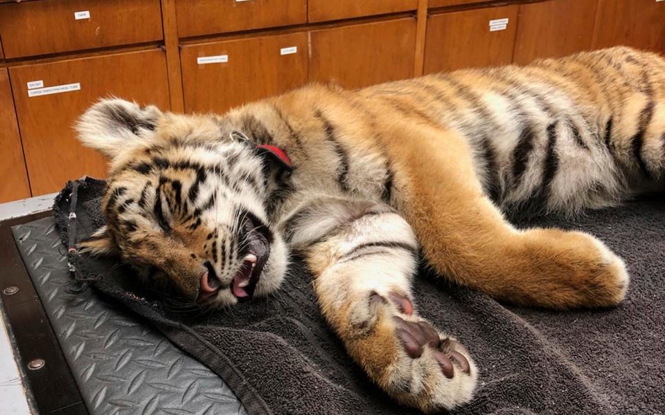 A smuggled tiger sub is examined after being discovered by border patrol agents - U.S. Customs and Border Protection