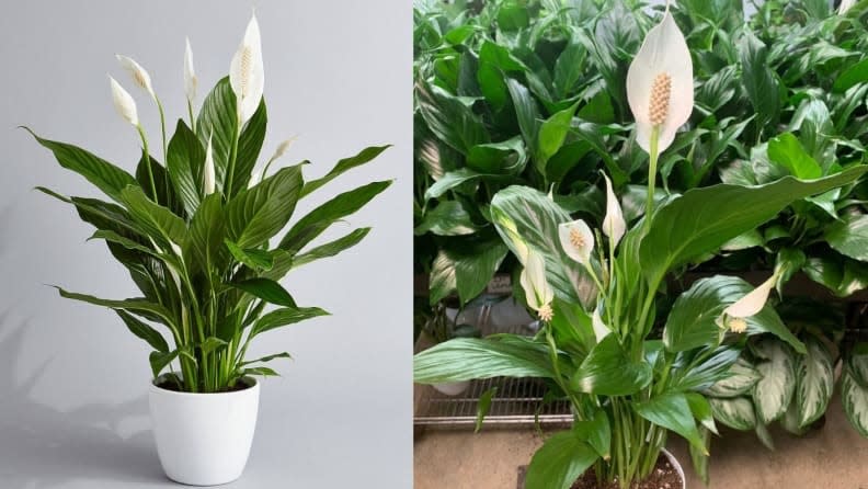Peace lilies are among several common holiday and Christmas plants that are dangerous to dogs, according to the American Kennel Club.