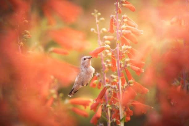 9) Cardinal Flower