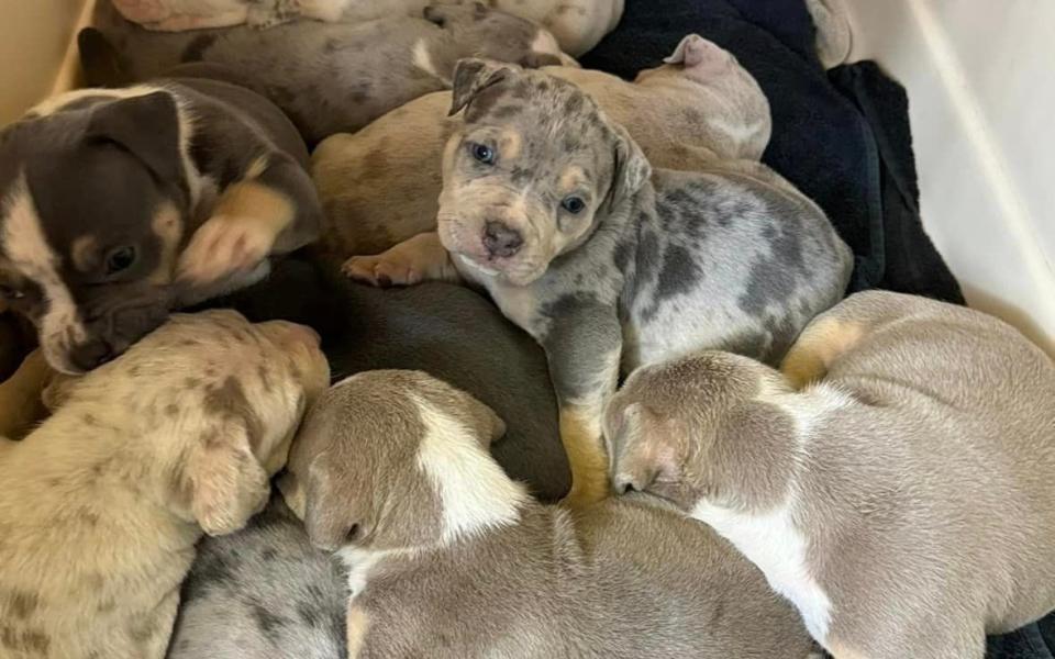 Helping Yorkshire Poundies, a dog shelter in Rotherham, shared photos of 11 XL Bully puppies in an appeal to find them new homes ahead of the ban