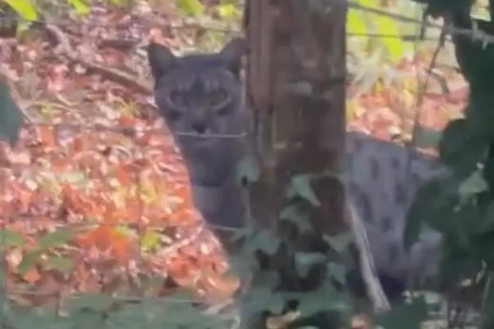 Daily Echo: The 'big cat' spotted in Easton