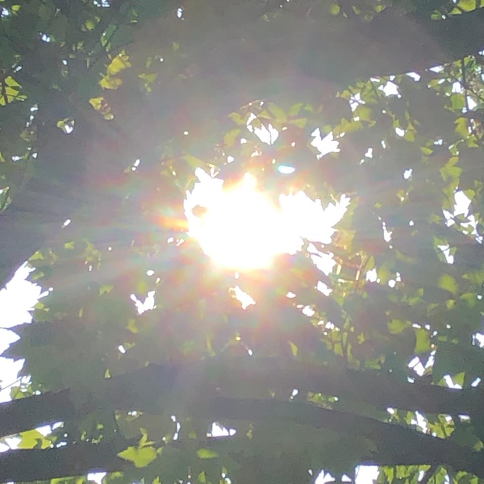 The sun shines through a maple tree near the Staunton Public Library on Saturday morning, June 22, 2024. A heat advisory warns the heat index may reach 104.