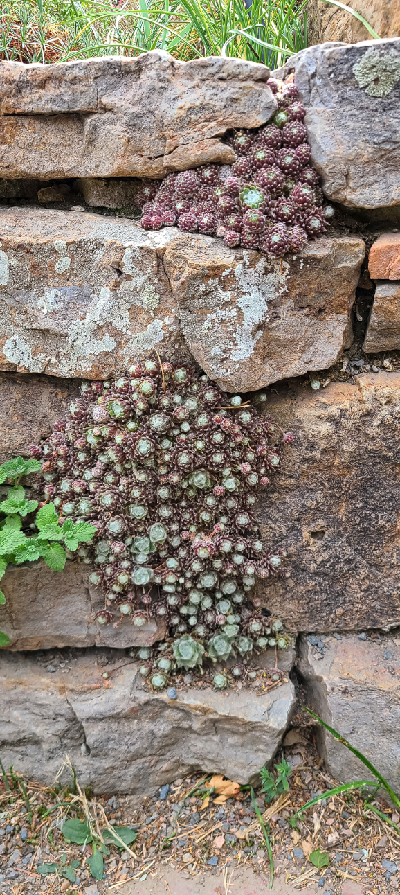 rock garden wall with succulents