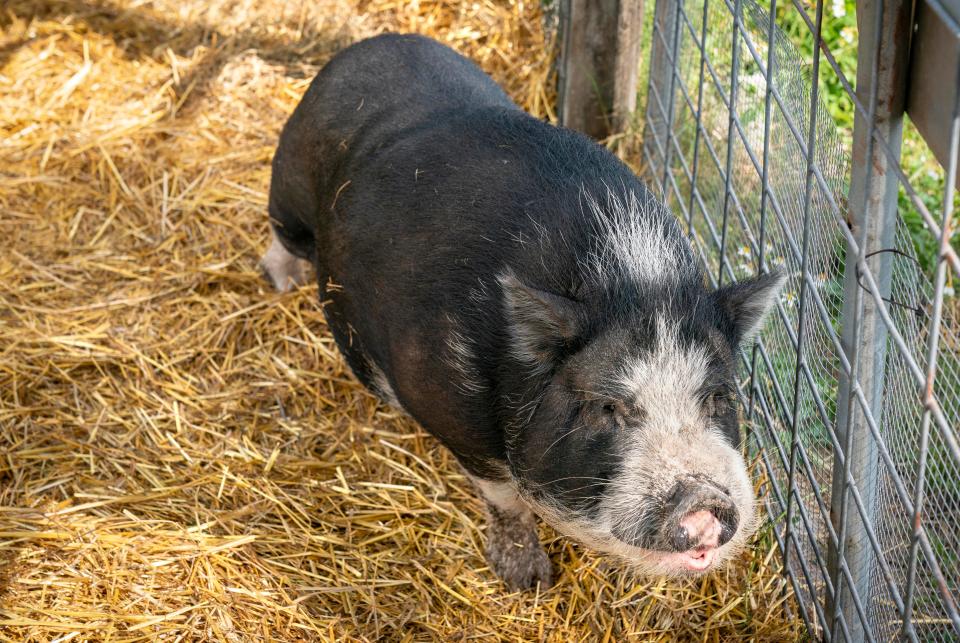 The shelter also takes in livestock such as pigs, chickens, horses and goats at Palm Beach County Animal Care and Control on January 25, 2023.
