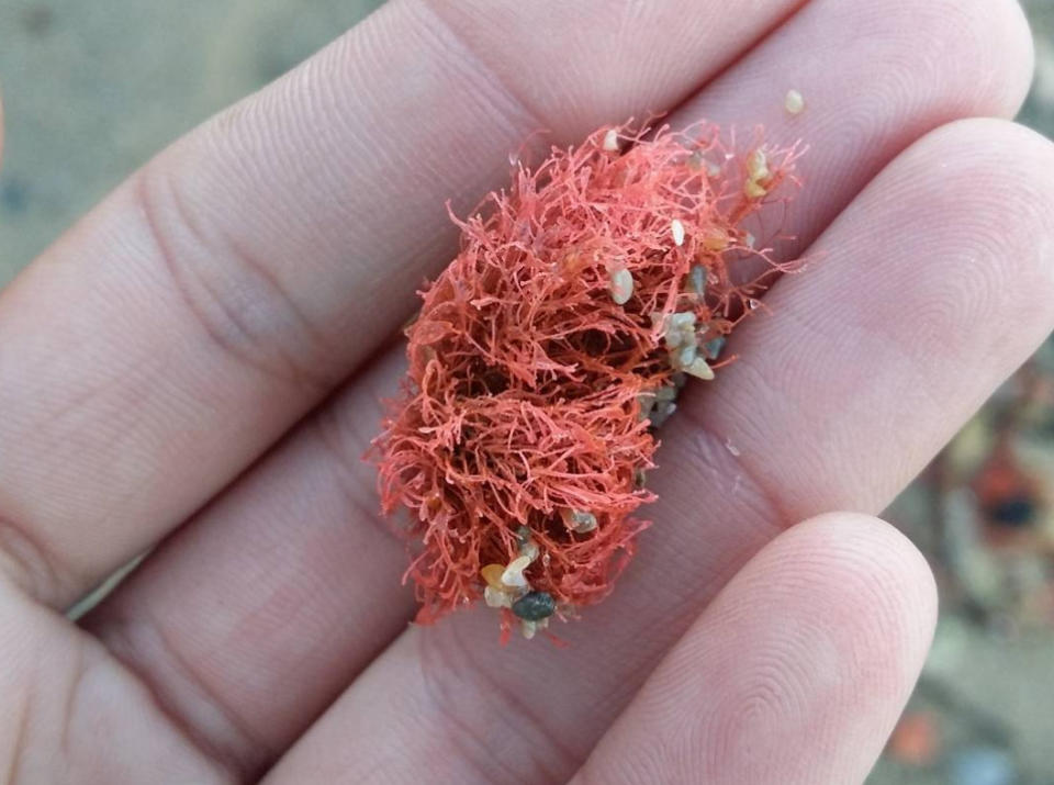 <p>According to researchers, the newly-hailed strand of sea plant not only has “twice the nutritional value of kale” but tastes like bacon, too. A winner for veggies [Photo: themindoftheeyes/Instagram] </p>