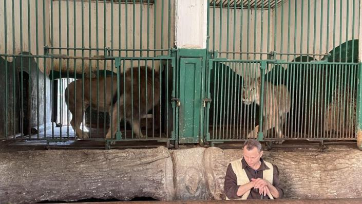 Lion enclosure at Giza Zoo