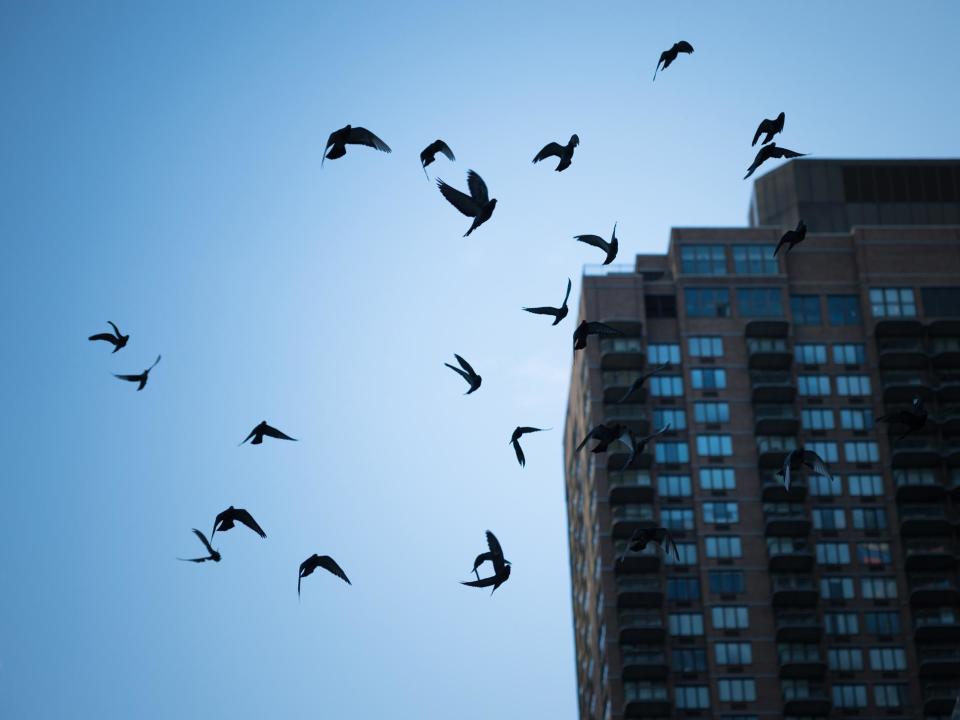 Billions of birds collide with tall structures such as buildings and wind turbines every year: Getty Images