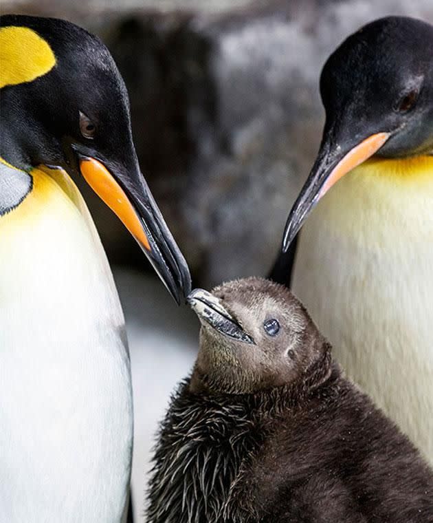 The pair are bringing up their chick in Auckland's SEA LIFE Aquarium. Photo: Supplied