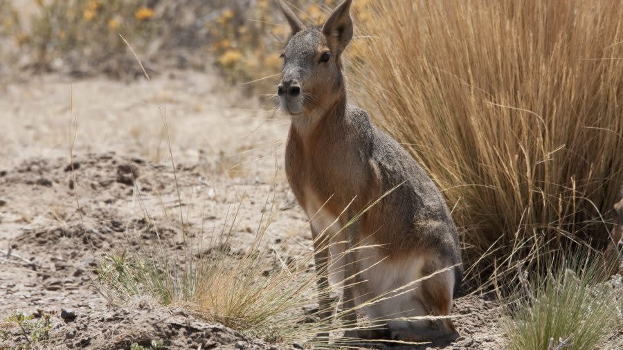 Patagonian mara