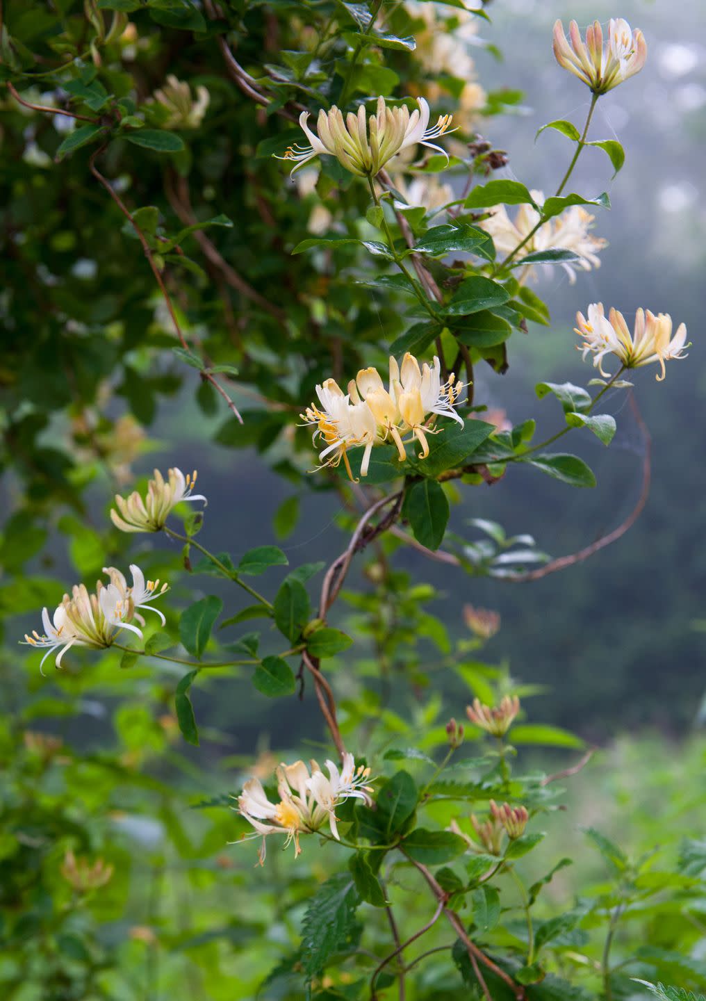 fragrant flowers honeysuckle