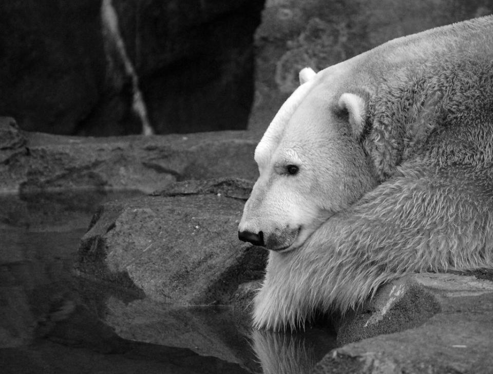 A very pensive polar bear...  (<a href="http://www.flickr.com/photos/jabzg/2145312172/">Image via Flickr</a>)