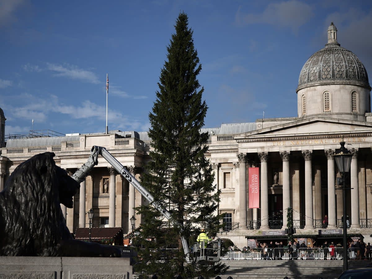 Workers put the finishing touches to the Trafalgar Square Christmas tree before the lighting ceremony (PA)