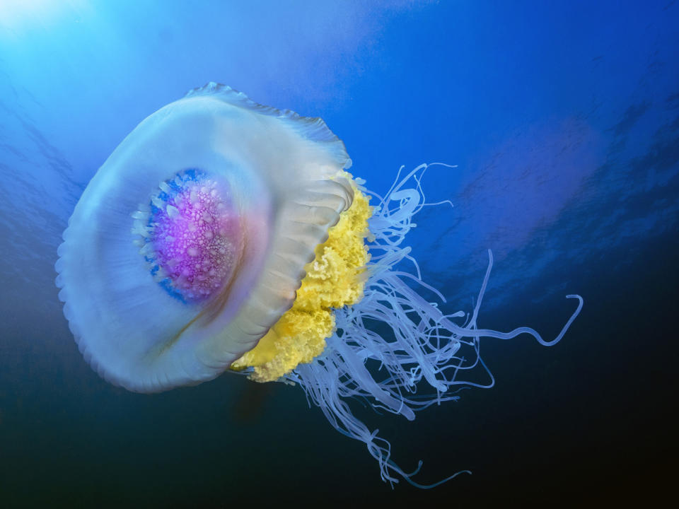 <p>A rainbow colored crown jellyfish swims near Protea Banks. (Pier A. Mane/Caters News)</p>