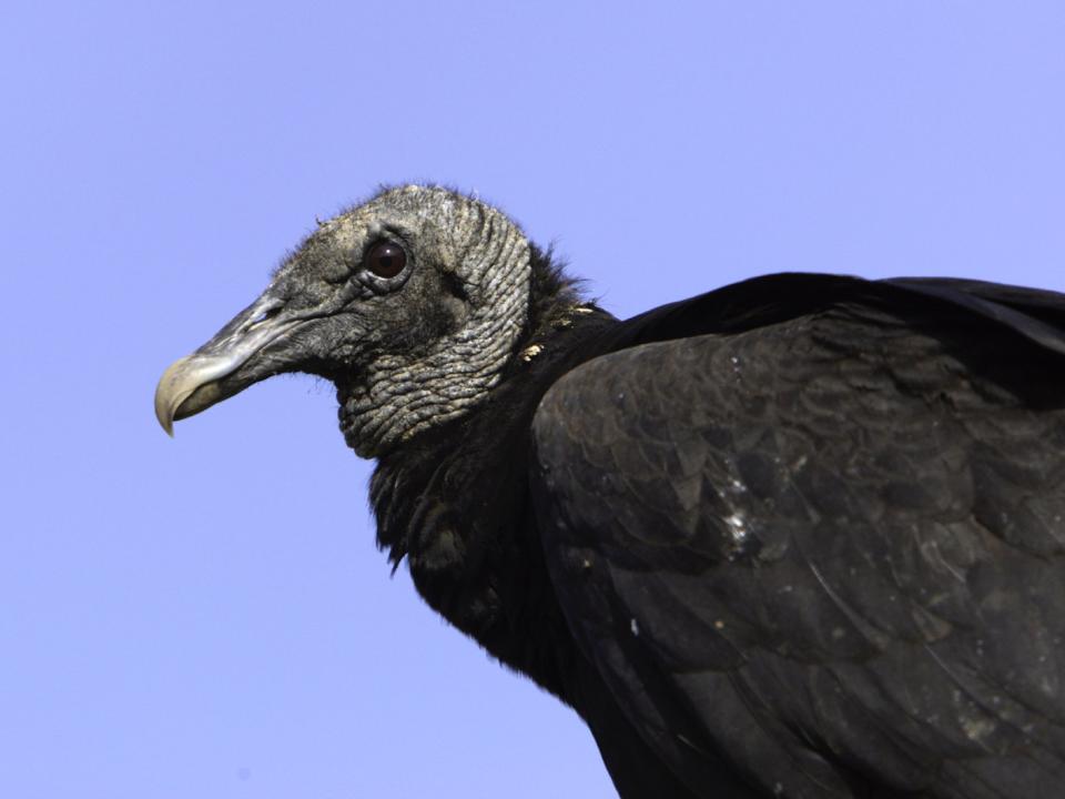 A black vulture.