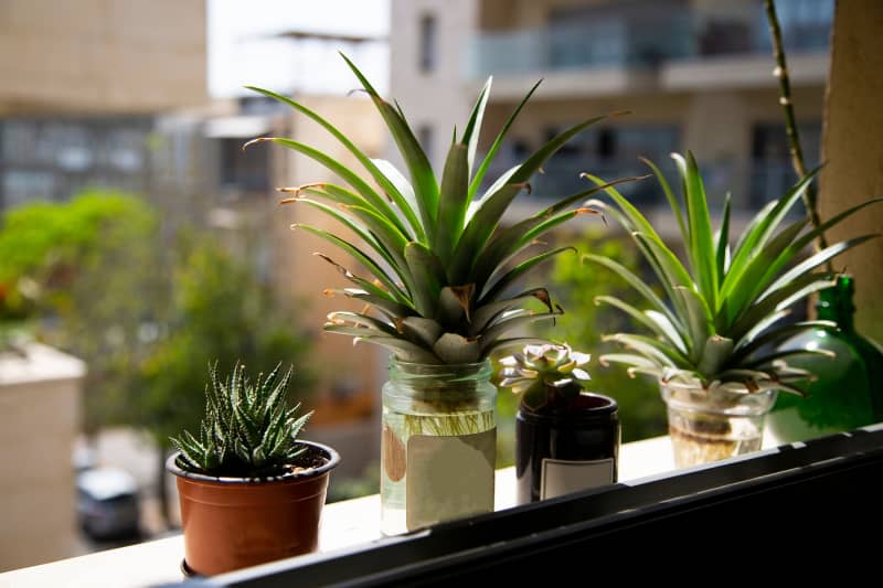Growing pineapples and succulents on the window. Home gardening, eco hobby.