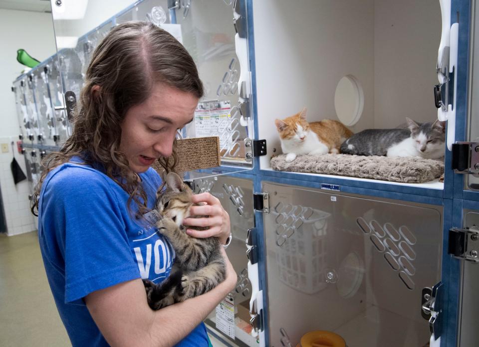 Volunteer Alyssa Nelson holds Lycus, a kitten available for adoption at Nashville Humane Association, Thursday, Dec. 16, 2021, in Nashville, Tenn.