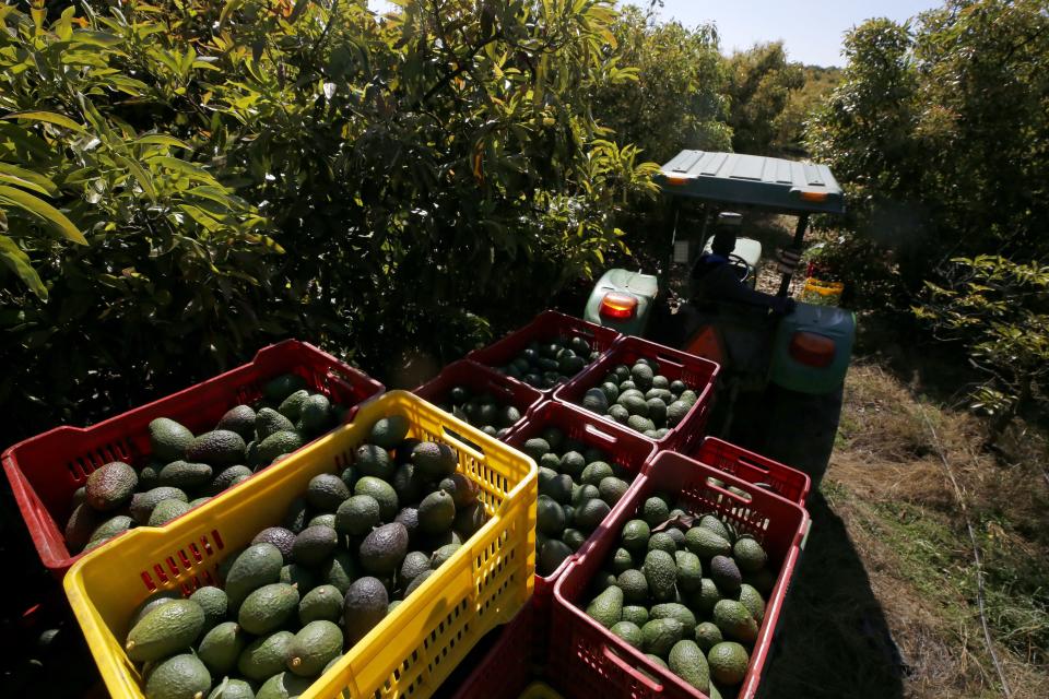 A farmer works at an avocado plantation at the Los Cerritos avocado group ranch in Ciudad Guzman, state of Jalisco, Mexico, February 10, 2023. - Mexico's avocado routes are undermined by violence, drug trafficking and deforestation. (Photo by ULISES RUIZ / AFP) (Photo by ULISES RUIZ/AFP via Getty Images)