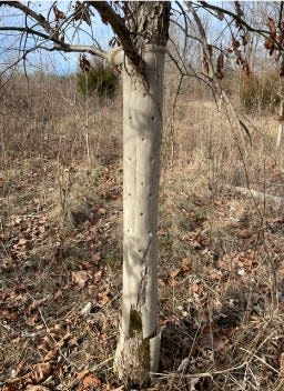 The Maryland Department of Natural Resources (DNR) Forest Service, the Washington County Sierra Club and the Antietam-Conococheague Watershed Alliance needs help with some much-needed young forest maintenance on state-owned land near Beaver Creek in Washington County.