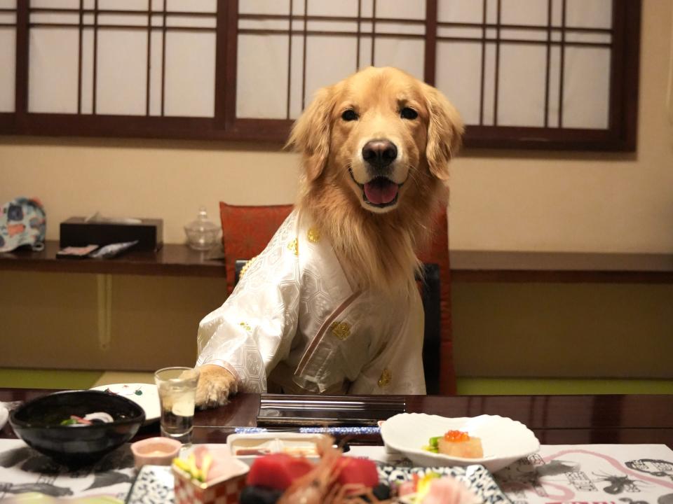 Golden retriever dressed up in a kimono in Japan.