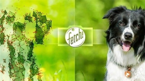 微軟新推Fetch！應用，把人臉識別用在狗狗身上