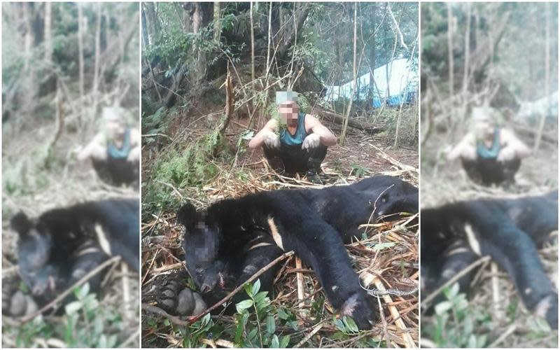 何姓嫌犯等人在盜採過程獵殺臺灣黑熊，食其肉，販賣熊掌。（翻攝畫面）