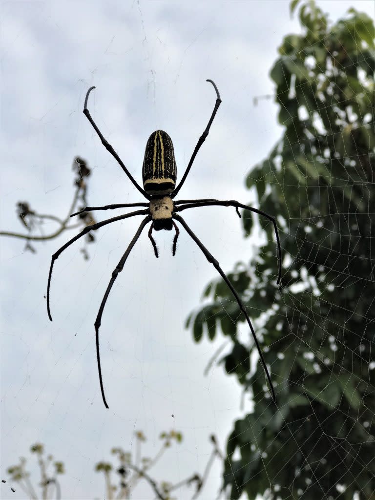 白河萬里長城園區附近原始森林的人面蜘蛛網吃蟲奇妙景象。（園區提供）