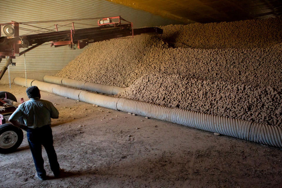 Image: Frank Martinez watches machinery pile potatoes at a storage facility at Saddle View Farms in Warden, Wash., on May 1, 2020. Washington state has a surplus of potatoes after demand plummeted during coronavirus. (David Ryder / Getty Images file)