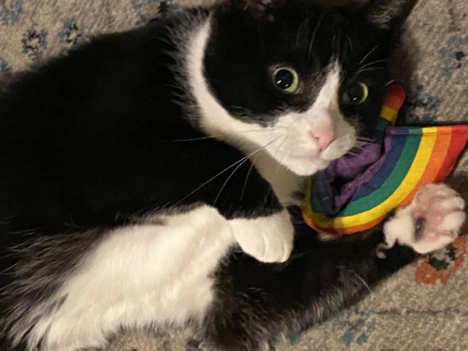 16) How we chose the best cat toys