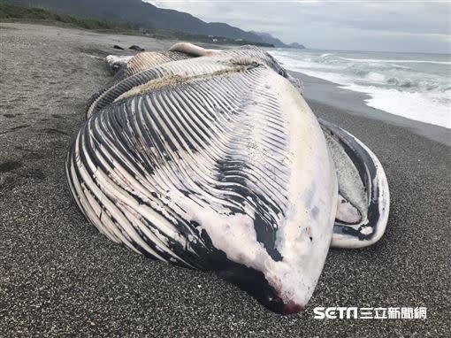 長鬚鯨體型巨大，將由國立成功大學鯨豚中心協助派遣人員到現場，對鯨魚屍體進行採樣，再以大型機具就地支解掩埋。（圖／海巡署東部分署第一三岸巡隊提供）