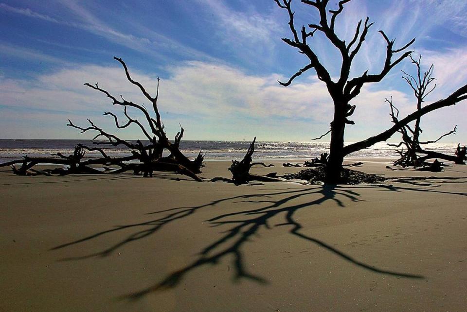 A tree stands on Boneyard Beach on Bulls Island in Cape Romain National Wildlife Refuge