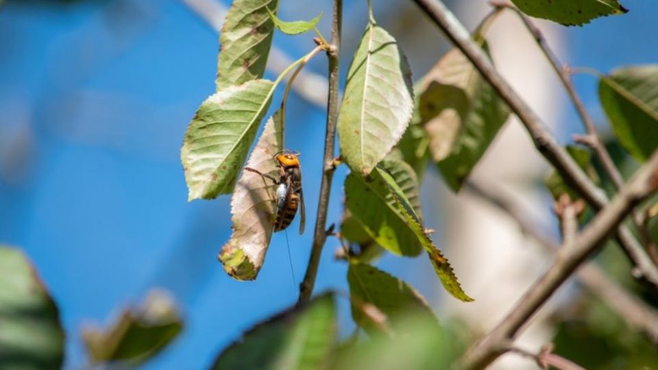 Un avispón asesino en un árbol en la ciudad de Blaine.