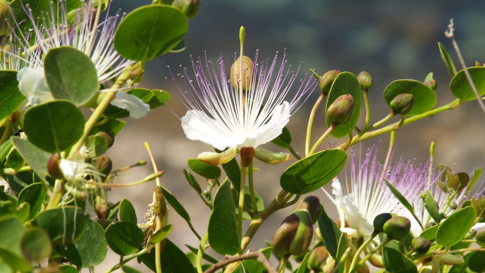Capparis spinosa, growing on a high cliff in Malta. - domeniko/iStockphoto/Getty Images