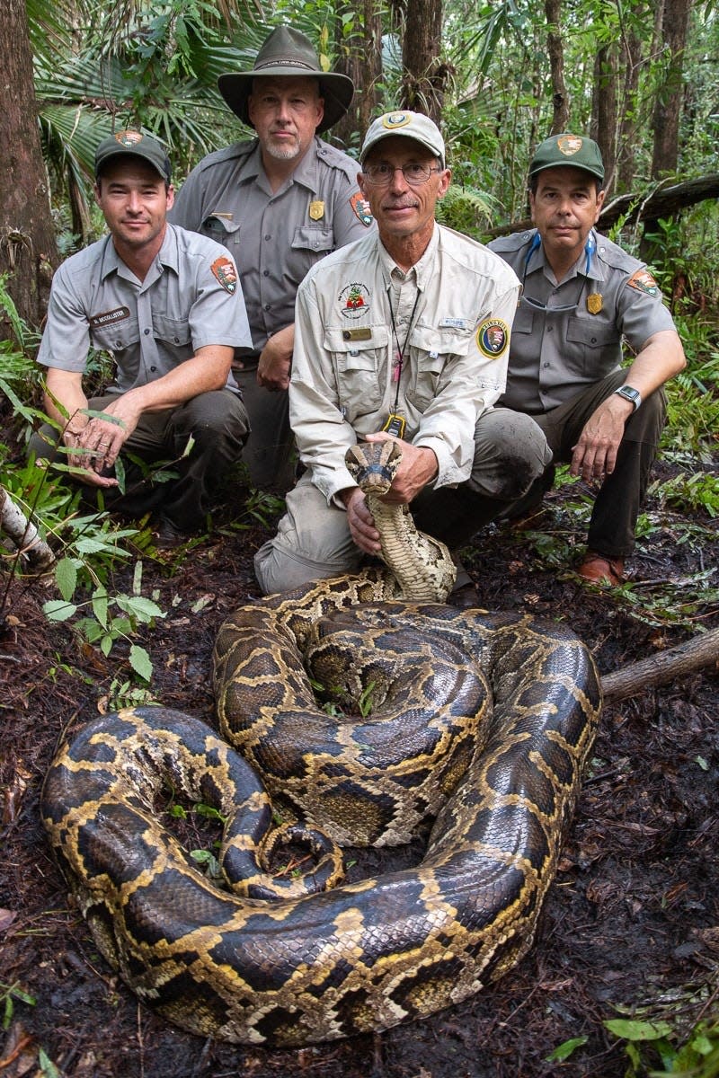 A Burmese python measuring 17 feet, 3 inches and weighing 152 pounds was the largest female captured by the Big Cypress National Preserve Scout Snake Program during the 2019-2020 breeding season. Matthew McCollister, Big Cypress Biologist, Thomas Forsyth, Big Cypress Superintendent, Michael Reupert, Big Cypress volunteer, and Pedro Ramos, Everglades National Park Superintendent are all part of efforts to rid South Florida of one of its most problematic invasive species.