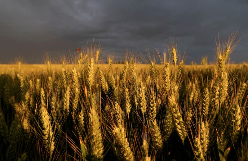 FILE PHOTO: A wheat field in Ecoust-Saint-Mein, France