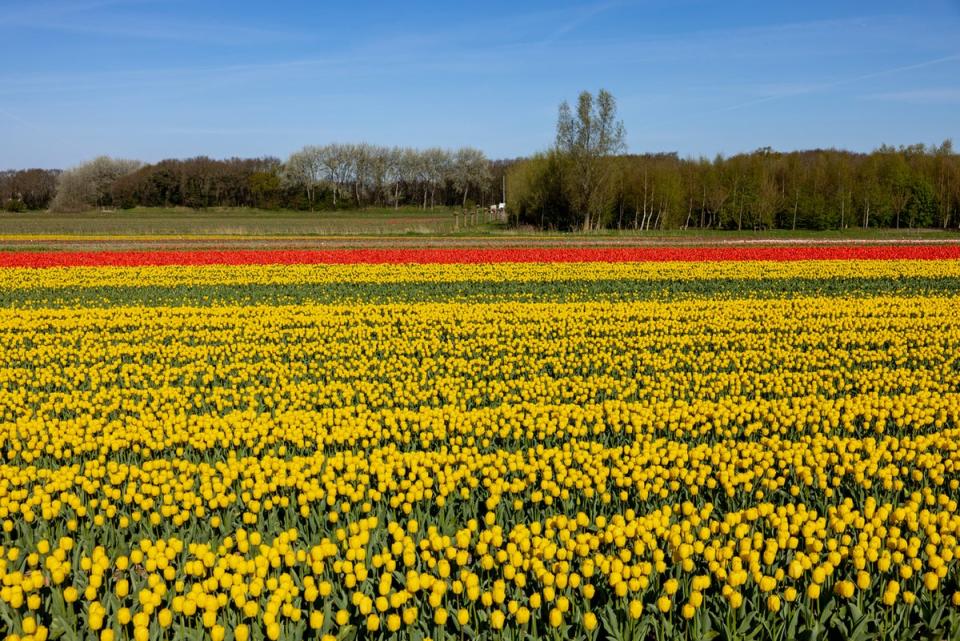 Tulip season is short – but when they bloom, they bloom bold and bright (Getty Images)