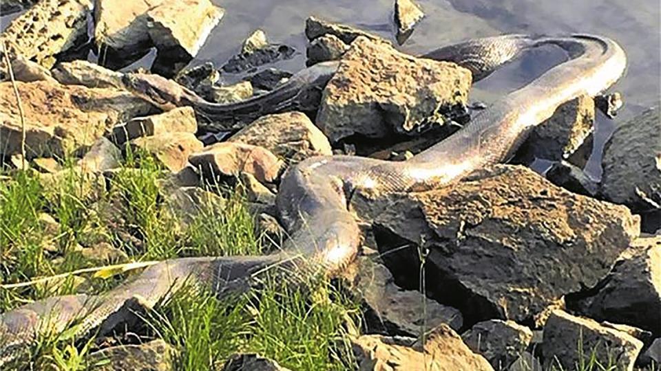 Erstaunte Angler entdeckten die dreieinhalb Meter lange Tigerpython am Ufer der Weser. Foto: Polizei Hameln/Pyrmont