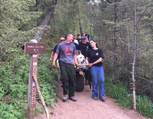 A 120-pound dog was rescued on a stretcher when he was unable to finish his hike. (Photo: Facebook)