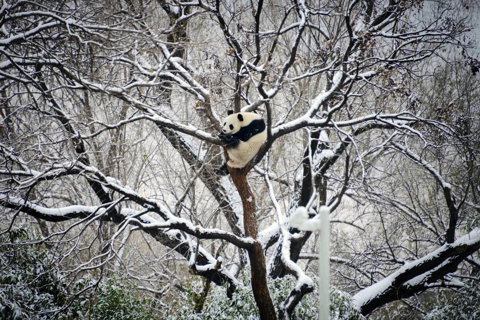 A giant panda rests on a tree at a zoo after a snow fall in Beijing, Monday, Dec. 11, 2023. An overnight snowfall across much of northern China prompted road closures and the suspension of classes and train service on Monday. (Chinatopix via AP)