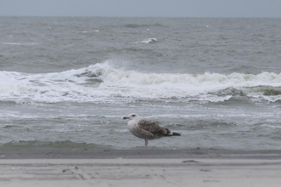 A seagull sits at the edge of the beach in Brigantine, N.J., on Wednesday, Sept. 18, 2024. (AP Photo/Wayne Parry)