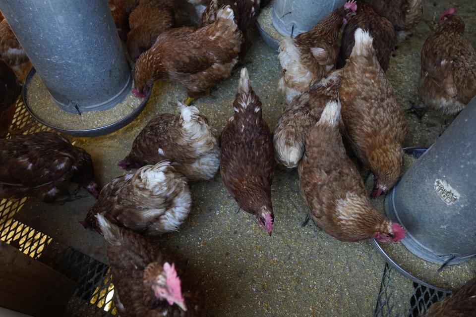 Red Star chickens feed in their coop Tuesday, Jan. 10, 2023, at Historic Wagner Farm in Glenview, Ill. Anyone going to buy a dozen eggs these days will have to be ready to pay up. That's because a lingering bird flu outbreak, combined with soaring feed, fuel and labor costs, has led to prices more than doubling over the past year. (AP Photo/Erin Hooley)