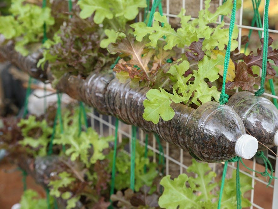 water bottle planter