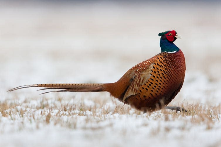 <span class="caption">Pheasants are a non-native species, but their UK population is boosted by the annual release of millions of birds for the sake of game bird shooting.</span> <span class="attribution"><a class="link " href="https://www.shutterstock.com/image-photo/pheasant-135679211" rel="nofollow noopener" target="_blank" data-ylk="slk:KDamian/Shutterstock;elm:context_link;itc:0;sec:content-canvas">KDamian/Shutterstock</a></span>