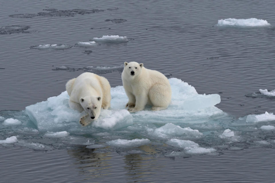 Island of Svalbard Polar bears <p>imageBROKER.com/Shutterstock</p>
