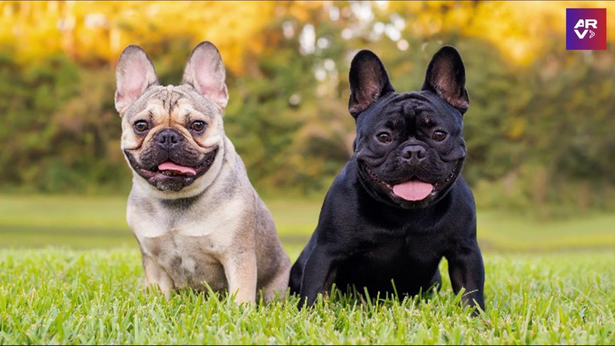 El bulldog francés destrona al labrador retriever y se convierte en el  perro más popular de EE.UU.